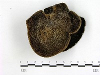 登錄號:F0021372藏品圖，第1張