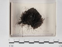 登錄號:F0021375藏品圖，第1張