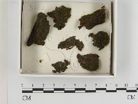 登錄號:F0021383藏品圖，第1張
