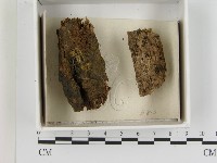 登錄號:F0021384藏品圖，第1張