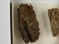登錄號:F0021384藏品圖，第3張