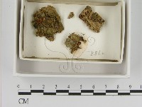 登錄號:F0021385藏品圖，第1張