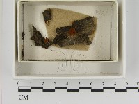 登錄號:F0021386藏品圖，第1張