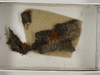 登錄號:F0021386藏品圖，第3張