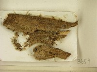 登錄號:F0021388藏品圖，第2張