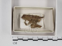 登錄號:F0021388藏品圖，第1張