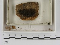 登錄號:F0021390藏品圖，第1張