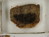 登錄號:F0021390藏品圖，第3張