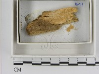 登錄號:F0021393藏品圖，第1張