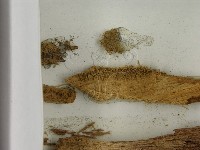 登錄號:F0021394藏品圖，第3張