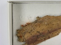 登錄號:F0021398藏品圖，第3張