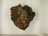 館號:F0021399藏品圖，第3張