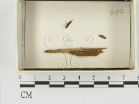 登錄號:F0021403藏品圖，第1張