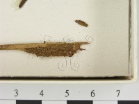 登錄號:F0021403藏品圖，第3張
