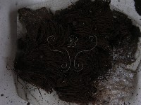 登錄號:F0021404藏品圖，第3張