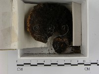 登錄號:F0021405藏品圖，第1張