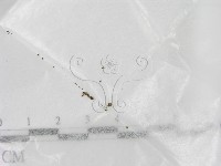 登錄號:F0021409藏品圖，第1張