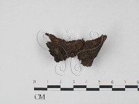 登錄號:F0021411藏品圖，第3張