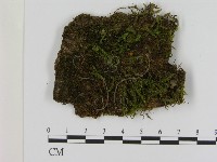 登錄號:F0021412藏品圖，第1張