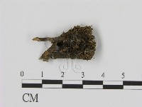 登錄號:F0021413藏品圖，第1張