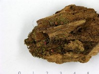 登錄號:F0021416藏品圖，第3張