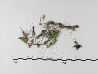 登錄號:F0021419藏品圖，第3張