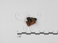 登錄號:F0021424藏品圖，第1張