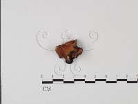 登錄號:F0021424藏品圖，第3張