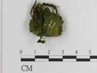 登錄號:F0021425藏品圖，第1張