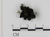 登錄號:F0021426藏品圖，第1張