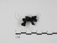 登錄號:F0021426藏品圖，第3張