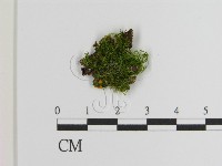 登錄號:F0021427藏品圖，第1張