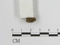 登錄號:F0021428藏品圖，第1張