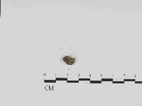 登錄號:F0021429藏品圖，第3張