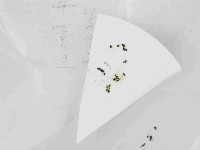 登錄號:F0021435藏品圖，第1張