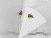 登錄號:F0021436藏品圖，第1張