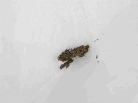登錄號:F0021437藏品圖，第1張