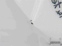 登錄號:F0021440藏品圖，第1張