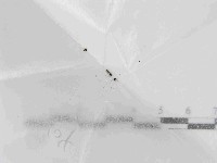 登錄號:F0021442藏品圖，第1張