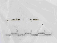 登錄號:F0021443藏品圖，第1張