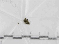 登錄號:F0021445藏品圖，第1張