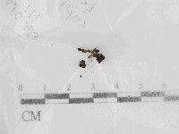 登錄號:F0021447藏品圖，第1張
