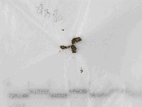 登錄號:F0021451藏品圖，第1張