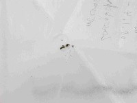 登錄號:F0021452藏品圖，第1張