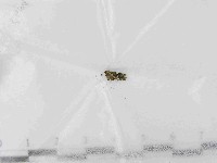 登錄號:F0021454藏品圖，第1張