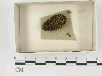 登錄號:F0021457藏品圖，第1張