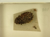 登錄號:F0021457藏品圖，第3張