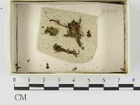 登錄號:F0021459藏品圖，第1張