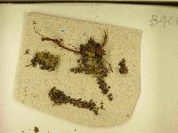 登錄號:F0021459藏品圖，第3張