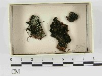 登錄號:F0021463藏品圖，第1張